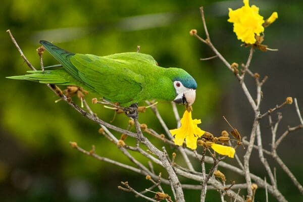 A wild Red-shouldered Macaw feeds on a blossom