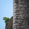 A wild Red-shouldered Macaw clings to a palm