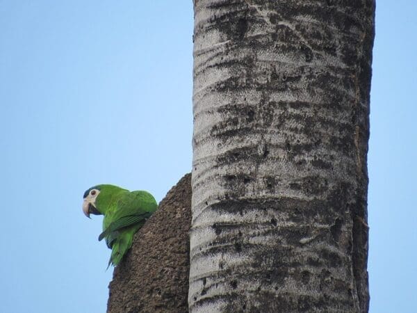 A wild Red-shouldered Macaw clings to a palm