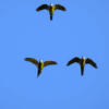 © reisegraf from Getty Images Wild Red-shouldered Macaws in flight