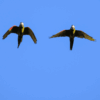 © reisegraf from Getty Images Wild Red-shouldered Macaws in flight