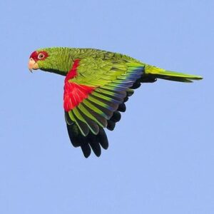 Wild Red-spectacled Amazon in flight