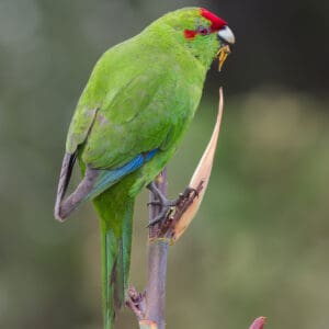 A wild Red-fronted Parakeet clings to a branch