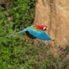 © Corey Raffel A wild Red-and-green Macaw in fligh