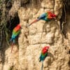 © Corey Raffel Wild Red-and-green Macaws feed on soils at a clay lick