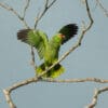 © Corey Raffel A wild Red-lored Amazon displays