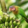 A wild Rose-faced Parrot feeds on banana