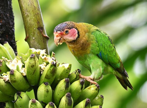 A wild Rose-faced Parrot feeds on banana