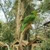 Red-throated Conure at Macaw Mountain Bird Park, Honduras