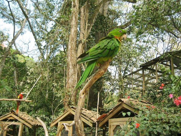 Red-throated Conure at Macaw Mountain Bird Park, Honduras