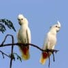 Wild Red-vented Cockatoos perch in a tree