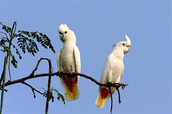 Wild Red-vented Cockatoos perch in a tree