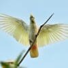 A wild Red-vented Cockatoo spreads its wings