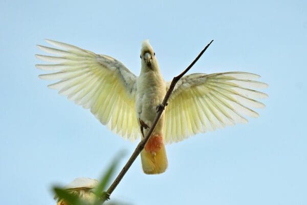 A wild Red-vented Cockatoo spreads its wings