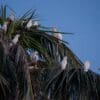 Wild Red-vented Cockatoos perch in palm tree