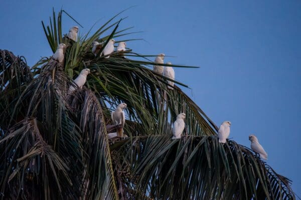 Wild Red-vented Cockatoos perch in palm tree