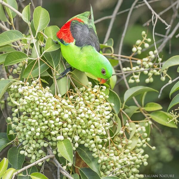 A wild Red-winged Parrot feeds on fruit