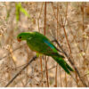 A wild female Red-winged Parrot perches in grass