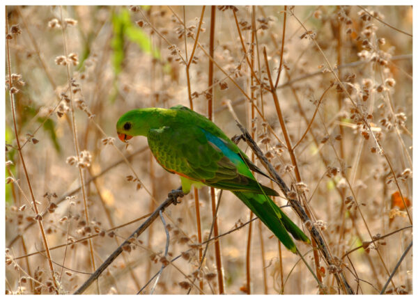 A wild female Red-winged Parrot perches in grass