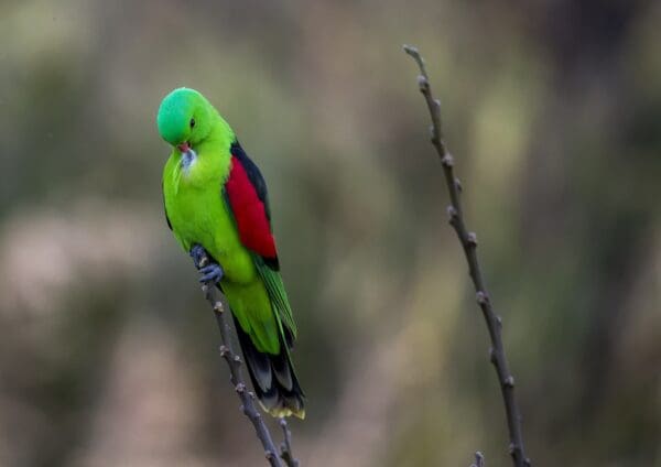 A wild Red-winged Parrot preens
