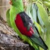 A Red-winged Parrot perches on a stump