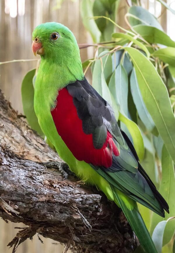 A Red-winged Parrot perches on a stump