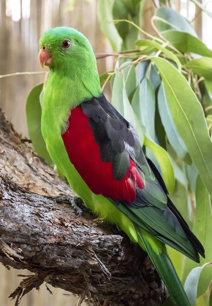 パロットコンプリートスキン/Red winged Parrot Red-winged Parrot | World Parrot Trust