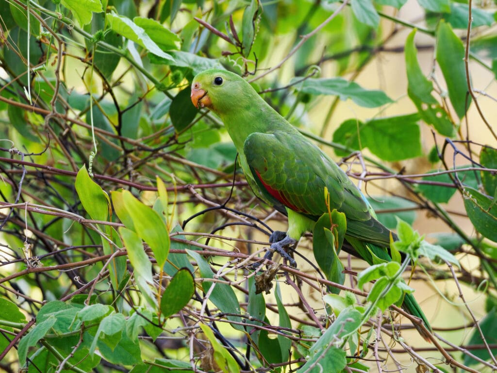 Red-winged Parrot | World Parrot Trust
