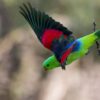 A wild Red-winged Parrot takes flight