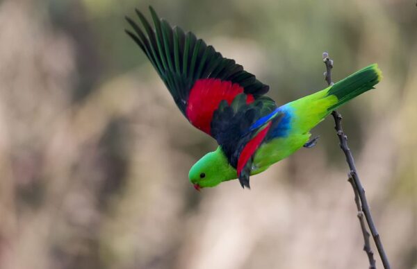 A wild Red-winged Parrot takes flight