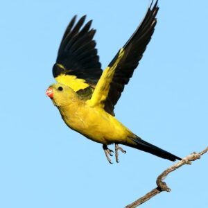 A wild male Regent Parrot on the wing