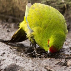 A wild Reischek's Parakeet forages on the ground