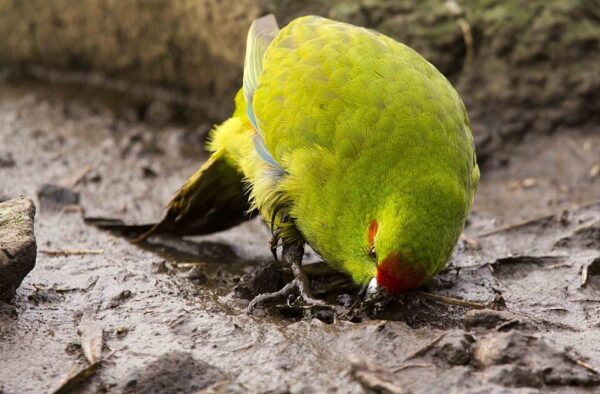 A wild Reischek's Parakeet forages on the ground