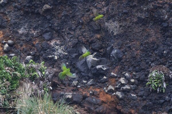 Wild Reischek's Parakeets take flight