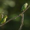 Wild Riparian Parrotlets perch on a branch