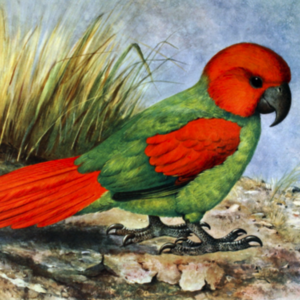 An illustration depicts an extinct Rodrigues Parrot