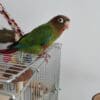 A juvenile Rose-crowned Conure perches on a cage