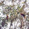 Wild Rose-crowned Conures in a tree