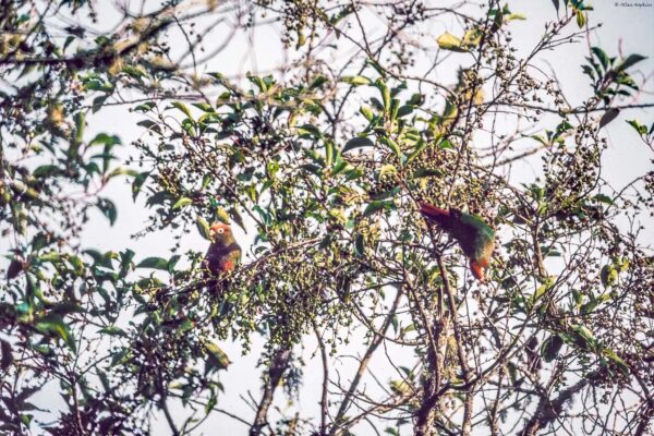 Wild Rose-crowned Conures in a tree