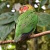 A wild Rose-faced Parrot perches on a limb