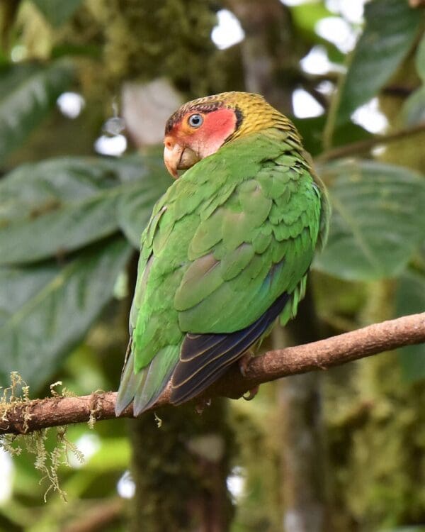 A wild Rose-faced Parrot perches on a limb