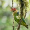 Wild Rose-faced Parrot clings to a mossy branch