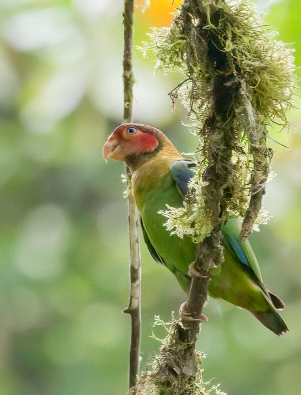 Wild Rose-faced Parrot clings to a mossy branch