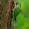 © Princepauljoy, CC BY-SA 4.0 via Wikimedia Commons Wild Rose-ringed Parakeets at nest