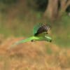 © Afsarnayakkan, CC BY-SA 4.0 via Wikimedia Commons A wild Rose-ringed Parakeet glides