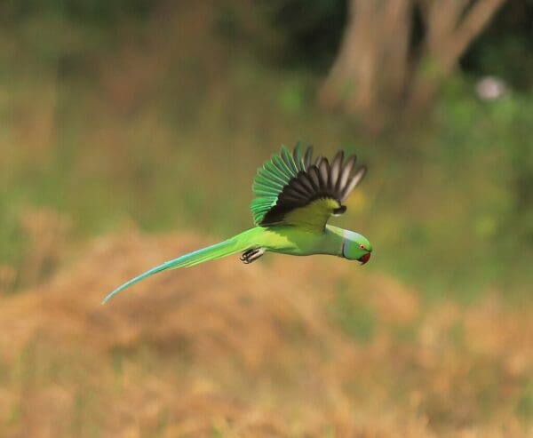 A wild Rose-ringed Parakeet glides
