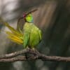 © Ehsan Ali Biswas, CC BY-SA 4.0 via Wikimedia Commons A wild Rose-ringed Parakeet preens its tail