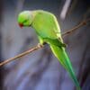 © Stephan Sprinz, CC BY 4.0 via Wikimedia Commons A wild Rose-ringed Parakeet perches on a twig