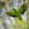 © Apu Jaman, CC BY-SA 4.0 via Wikimedia Commons A wild female Rose-ringed Parakeet takes flight