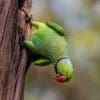 © A. H. M Ibnul Arabi, CC BY-SA 4.0 via Wikimedia Commons A wild Rose-ringed Parakeet clings to a tree trunk